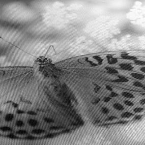 Tablou - Detailu cu fluture care polenizează floare (cu ceas) (90x30 cm)