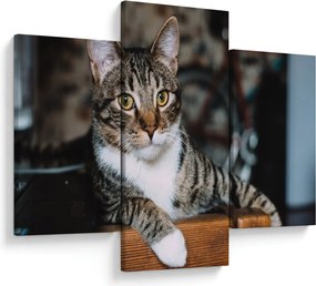 Tablou cu pisica (90x60 cm)