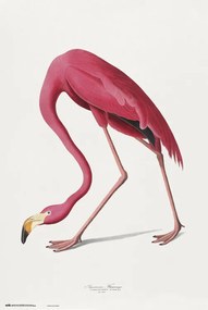 Poster American Flamingo, John James Audubon