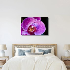 Tablou detailat cu floare de orhidee (90x60 cm)
