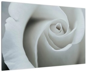 Tablou - Trandafirul alb (90x60 cm)