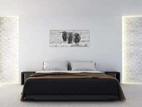 Tablou - Vaci scoțiene,alb-negru (120x50 cm)