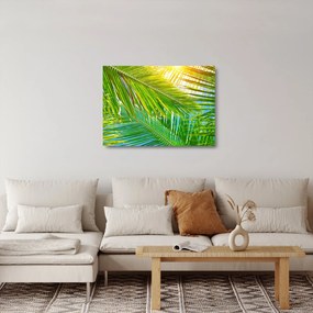Tablou pe sticlă - Frunze de palmier (70x50 cm)