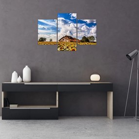 Tablou cu câmp de floarea soarelui (90x60 cm)