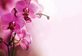 Pink Orchids Flowers Photo Wallpaper Wall Mural