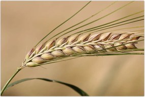 Tablou - Grâu (90x60 cm)