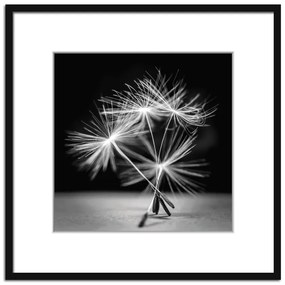 Poster 50x50 cm Dandel - Styler