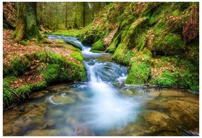 Fototapet Forest Stream