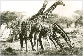 Tablou - Girafe, de epocă (90x60 cm)