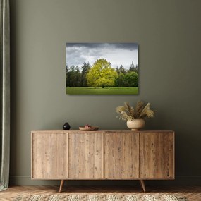 Tablou pe sticlă - Copac verde în câmp (70x50 cm)