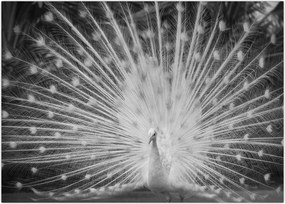 Tablou pe sticlă - Păun alb (70x50 cm)