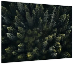 Tablou pe sticlă - Pădure (70x50 cm)