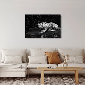 Tablou - Tigru alb, alb-negru (90x60 cm)