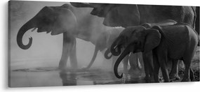 Tablou cu elefanți - albnegru (120x50 cm)