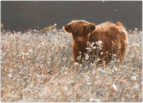 Tablou - Vacă scoțiană (70x50 cm)