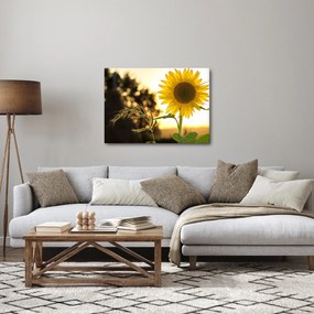 Tablou cu floarea soarelui (70x50 cm)