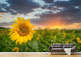 Tapet Premium Canvas - Prim plan cu floarea soarelui