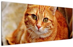Tablou - Pisica tolenită (120x50 cm)