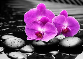 Tablou - Orhidee violet (70x50 cm)