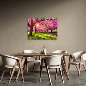 Tablou pe sticlă - Cireși înfloriți, Hurd Park, Dover, New Jersey (70x50 cm)