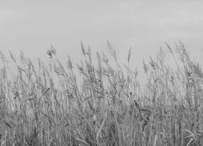 Tapet Reed Meadow, Gray, Rebel Walls