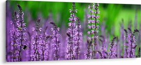 Tablou cu flori de luncă violete (120x50 cm)