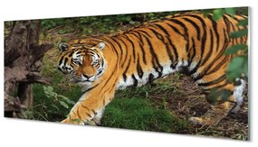 Tablouri acrilice Woods tigru