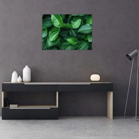 Tablou pe sticlă - Frunze verzi (70x50 cm)