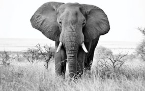 Fototapet - Elefant african (147x102 cm)