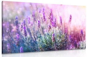 Tablou magicele flori de lavandă