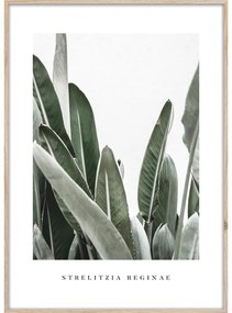 Tablou 50x70 cm Strelitzia – Styler