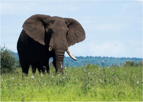 Tablou cu elefant (70x50 cm)