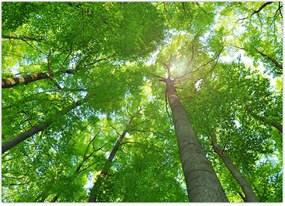 Tablou - Lunca (70x50 cm)