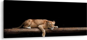Tablou - Lioness (120x50 cm)
