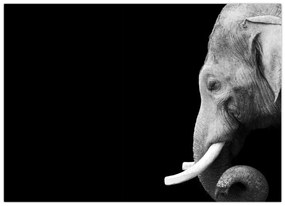 Tablou pe sticlă - Elefant (70x50 cm)