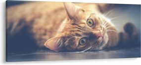 Tablou - Pisici pe podea (120x50 cm)