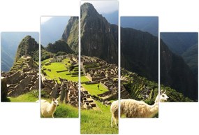 Tablou - Lame in Machu Picchu (150x105 cm)