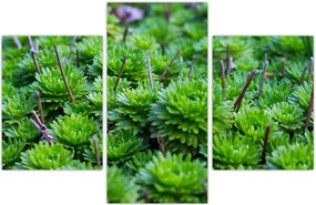 Tablou - Aloe (90x60 cm)