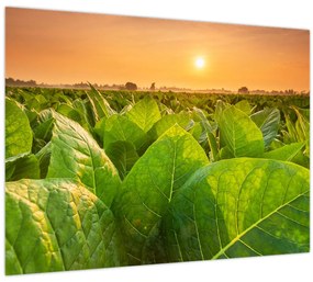 Tablou - Câmp (70x50 cm)