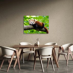 Tablou pe sticlă cu panda roșie (70x50 cm)