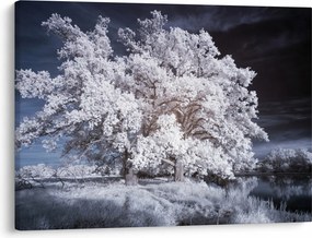 Tablou - Albă ca Zăpada Copac (70x50 cm)