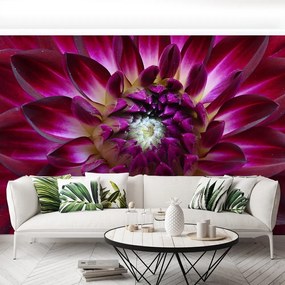 Fototapet Aster Purple
