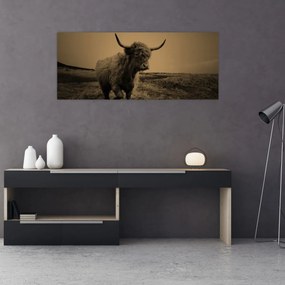Tablou - Vacă scoțiană pe fugă (120x50 cm)