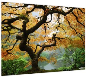 Tablou - Arțarul japonez galben, Portland, Oregon (70x50 cm)