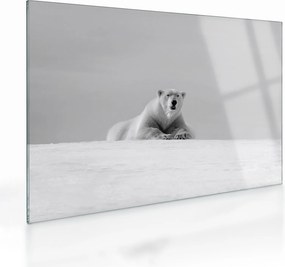 Tablou pe sticlă - Ursul polar (70x50 cm)