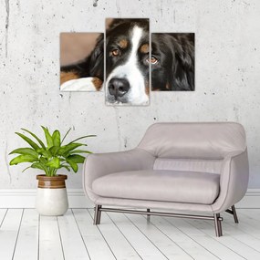 Tablou cu câine (90x60 cm)
