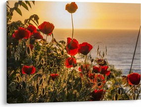 Tablou cu apus de soare cu flori de maci (70x50 cm)