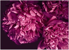 Tablou - Floarea bujorului (70x50 cm)