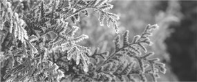Tablou - Pădure de molid (120x50 cm)