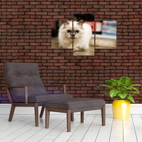Tablou cu pisica albăr (90x60 cm)
